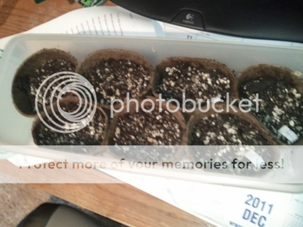 WP_000678.jpg