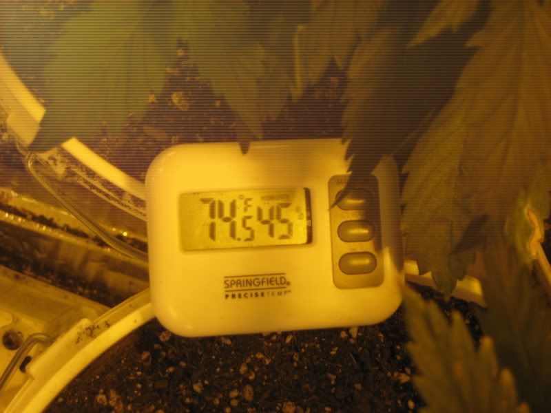 plants107.jpg