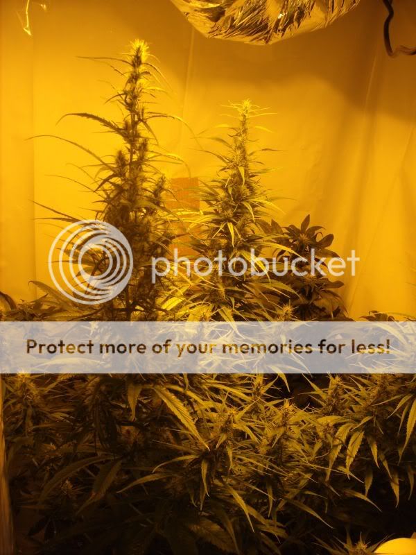 plants16010.jpg