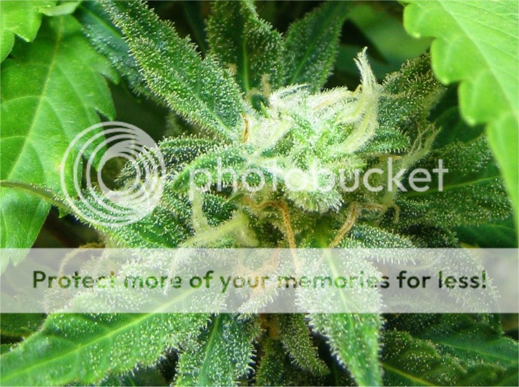 bud_zps92119ed0.jpg