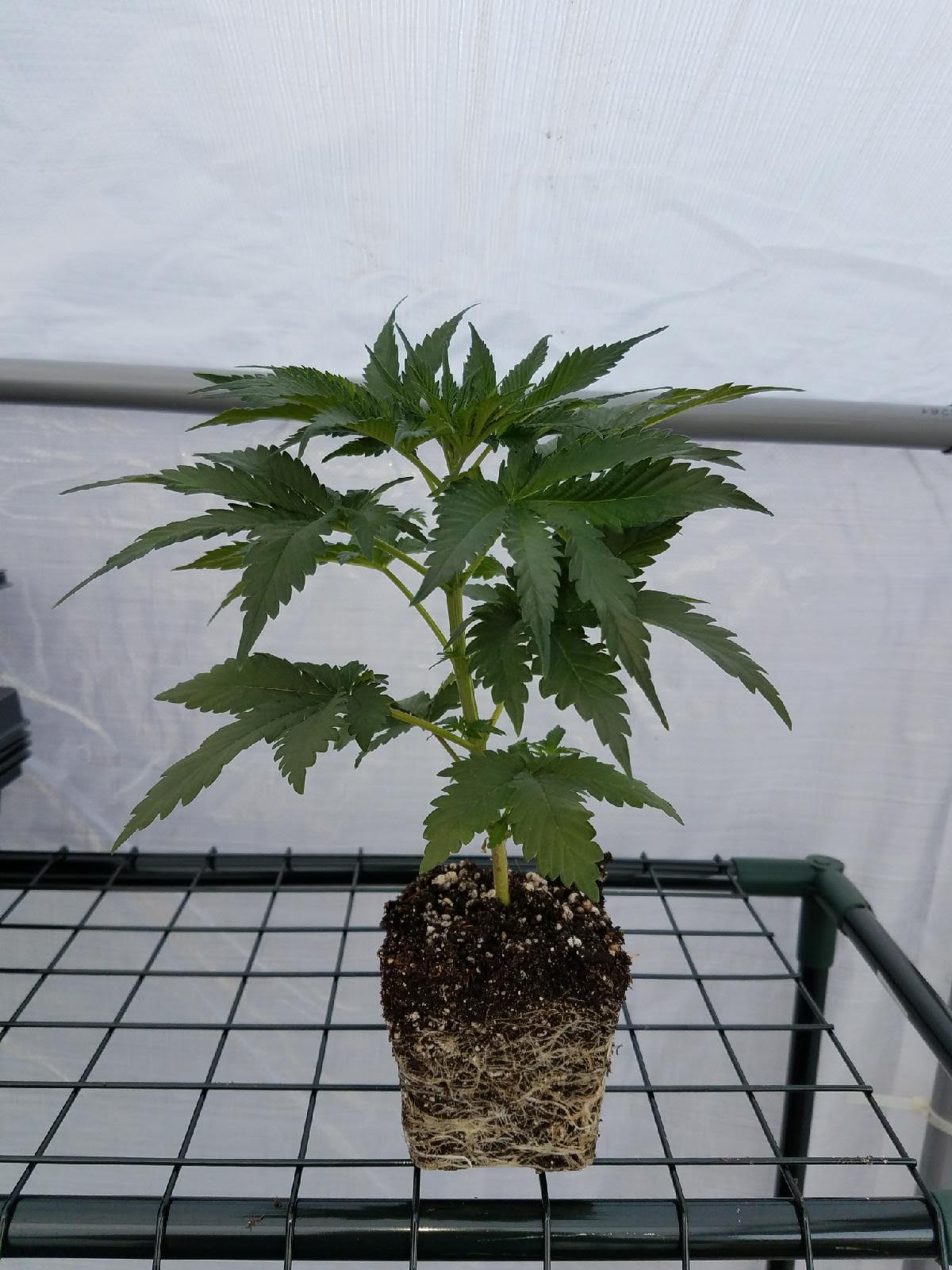 fromseedroots.jpg