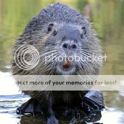 beaver.jpg