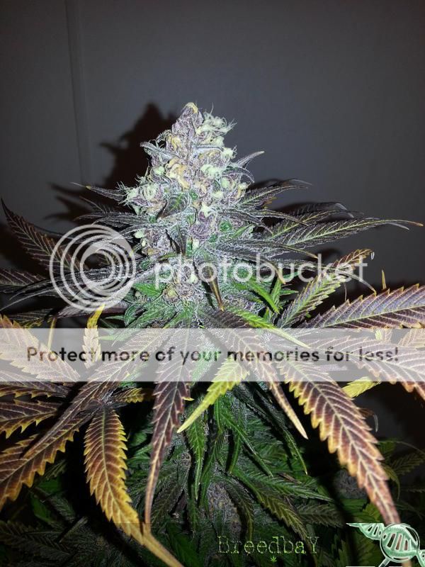 Gorilla20Grape20F320005_zps06e69cf2.jpg