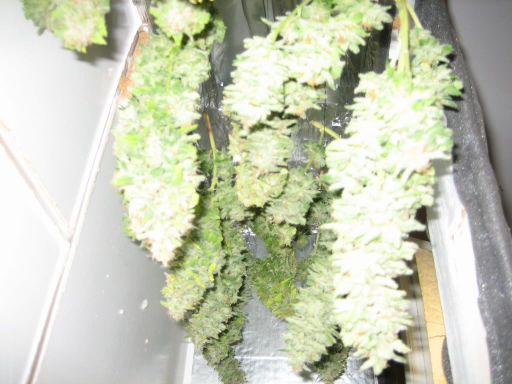 IMG_1861-Q.jpg