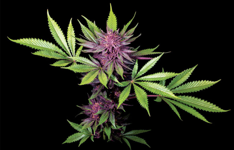 Flowering-Plant-Sirius-Black@2x-768x495.jpg