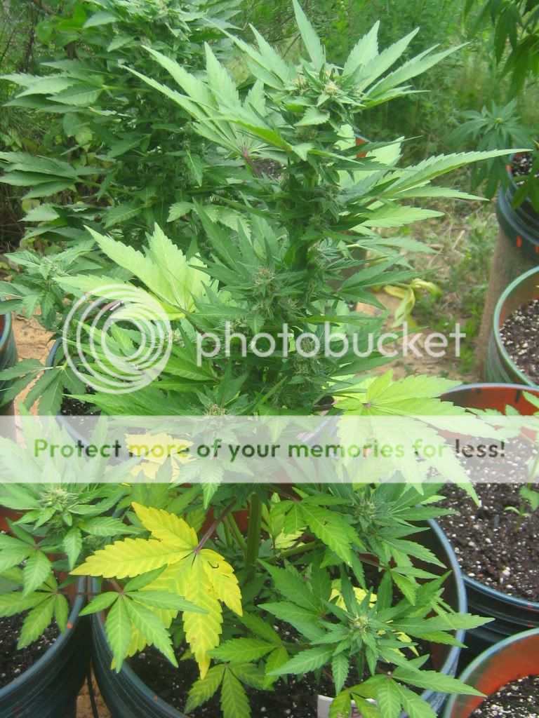 AutoBlueberry9.jpg