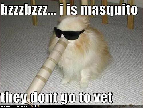 funny-dog-pictures-mosquitos-do-not.jpg