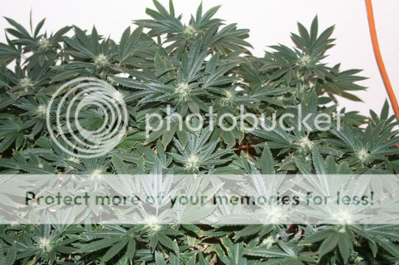Day44Flowering003.jpg