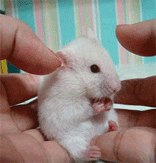 gifs_10.gif