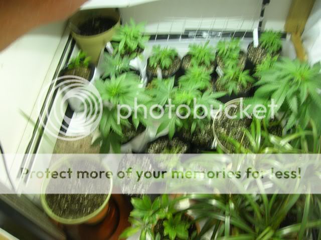 DSCN1144.jpg
