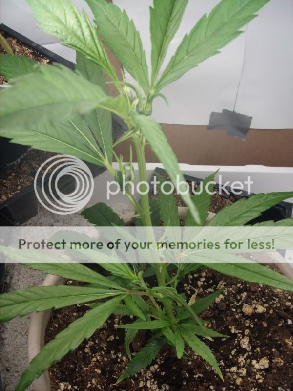 plants165002.jpg
