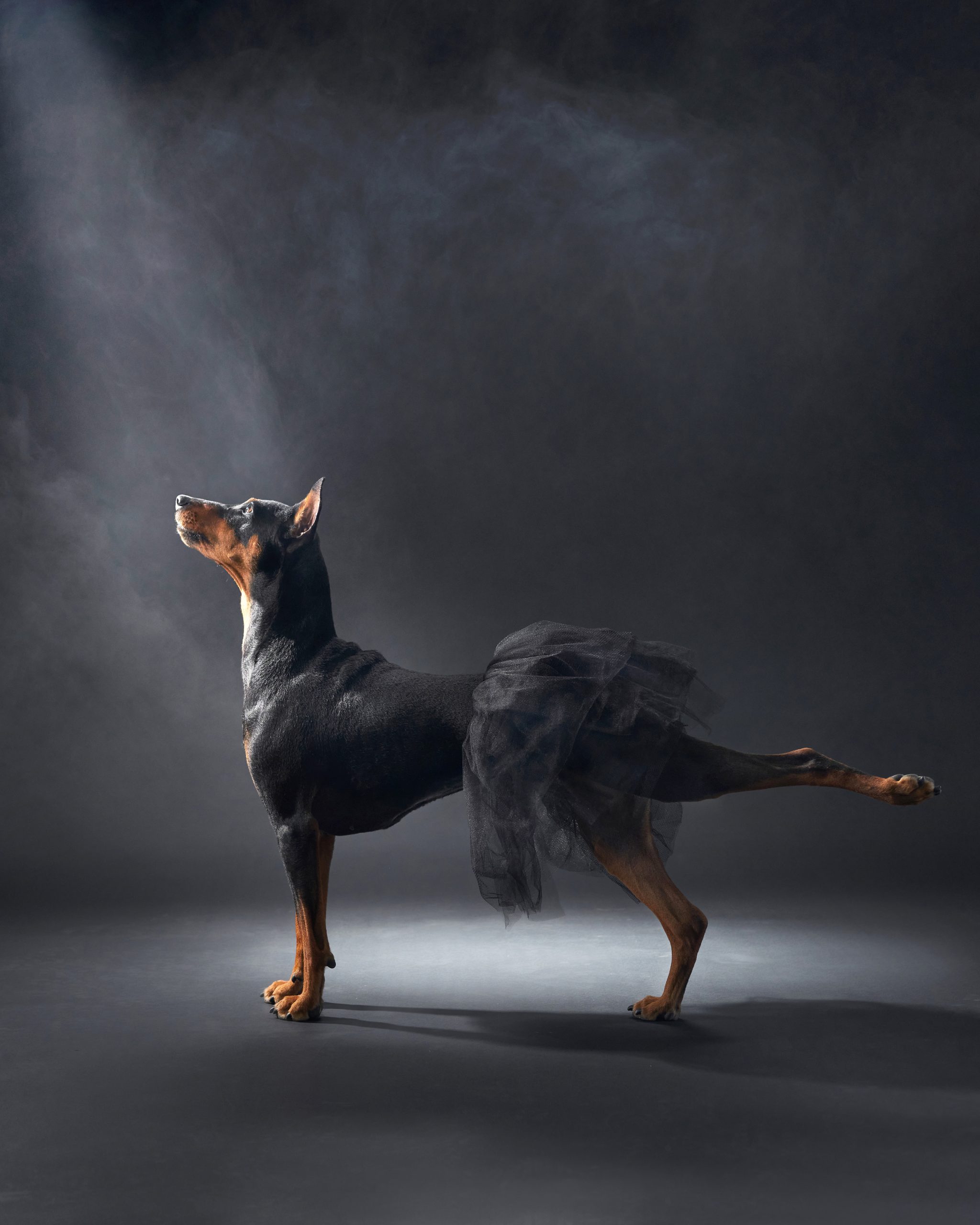 www.dogphotographyawards.com