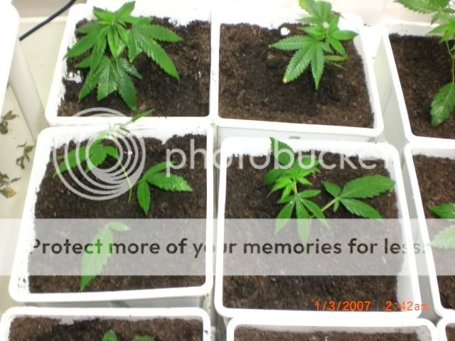 plants13.jpg