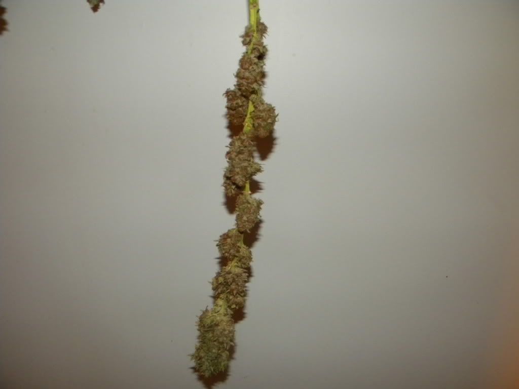 DSCN0629.jpg