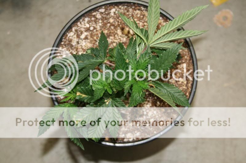 SeedlingsandClones003.jpg