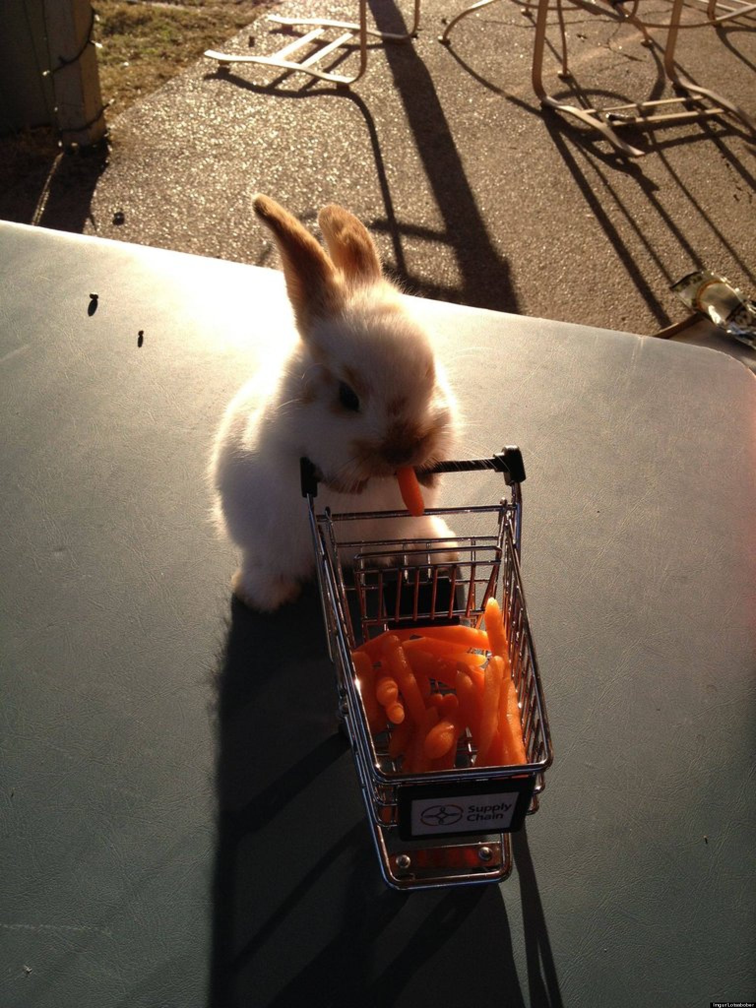 o-BUNNY-SHOPPING-CART-facebook.jpg