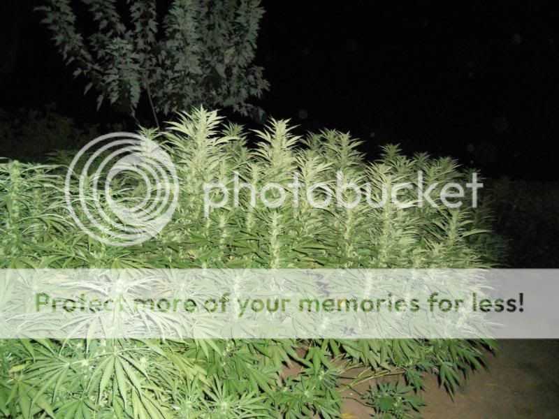 DSCN1270.jpg