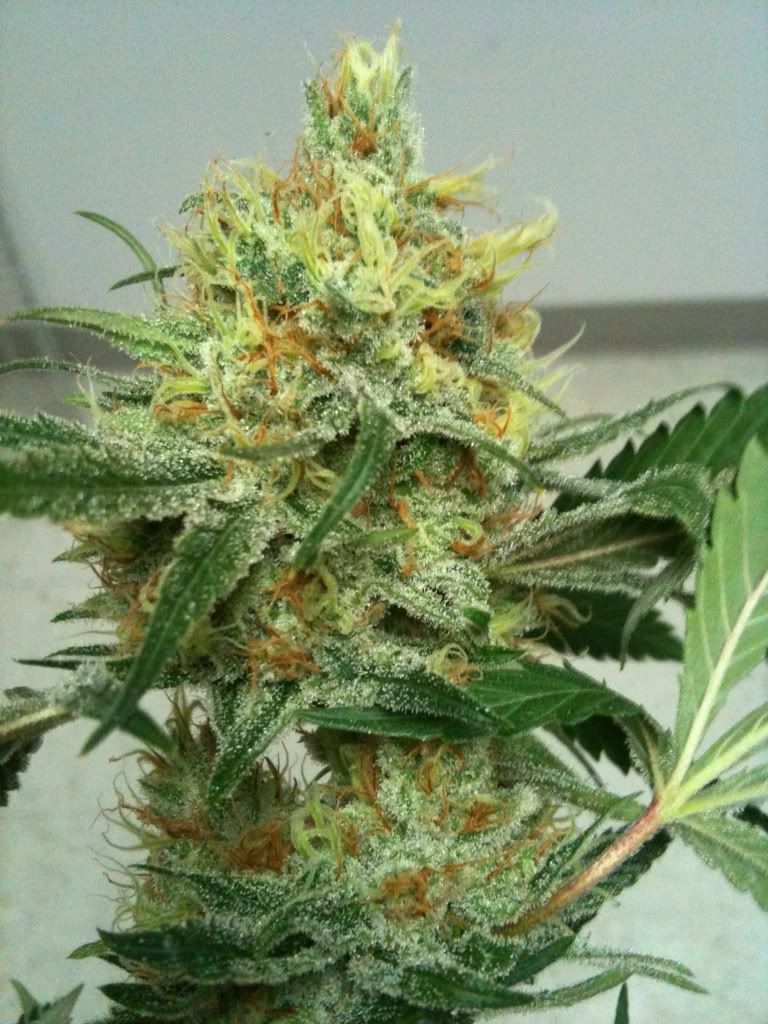 420c1ba8.jpg