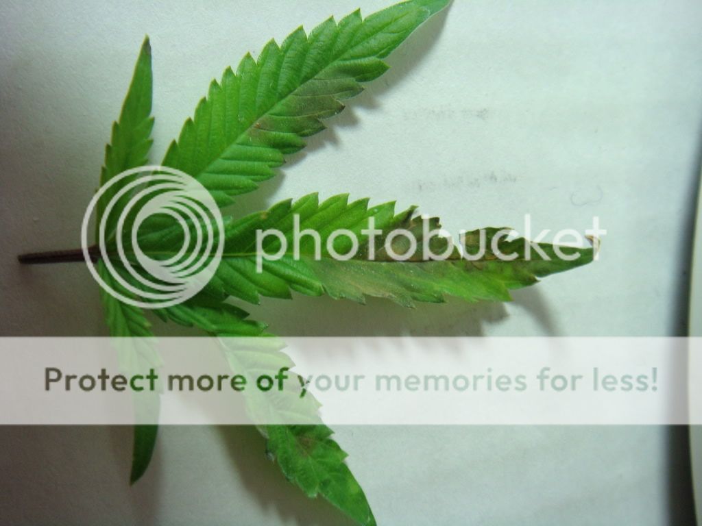 leafburn6-1-08.jpg