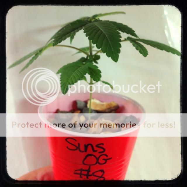 image_zps55d4b146.jpg