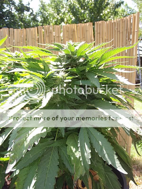 outdoorpureweek4-3.jpg
