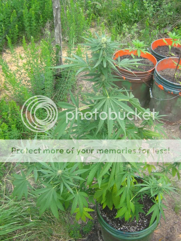 Querkle22.jpg