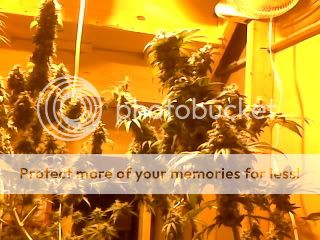 colombianhaze.jpg