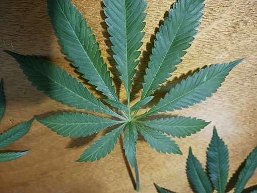 leafodd2.jpg