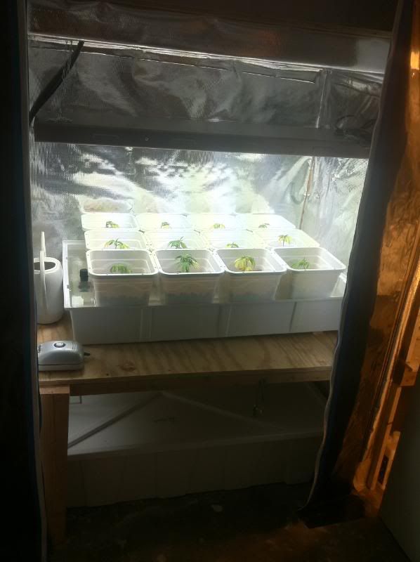 grow165.jpg