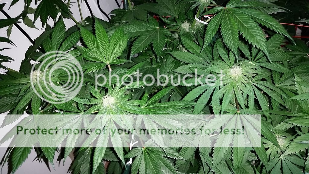 20151220_091422_zps54gr6dfb.jpg