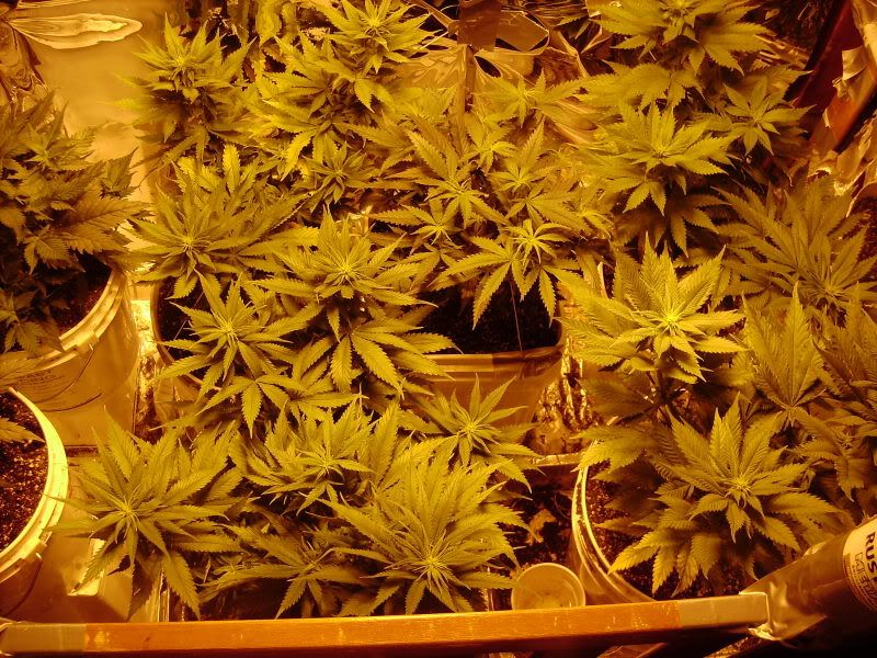 plants119.jpg