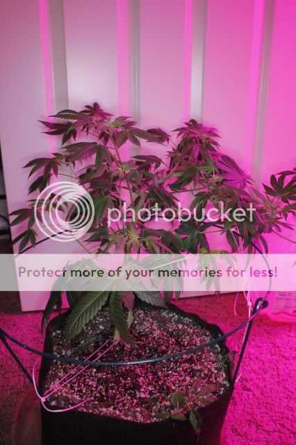 _MG_8898_zps529c0f04.jpg