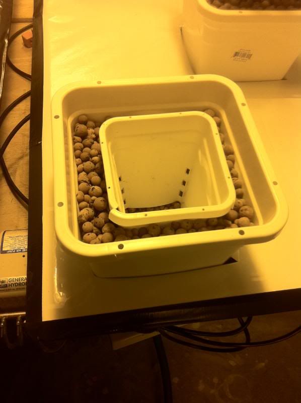 grow158.jpg