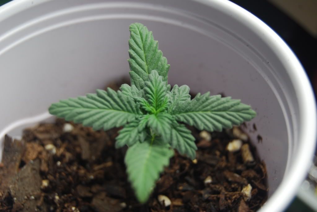 weed28006.jpg