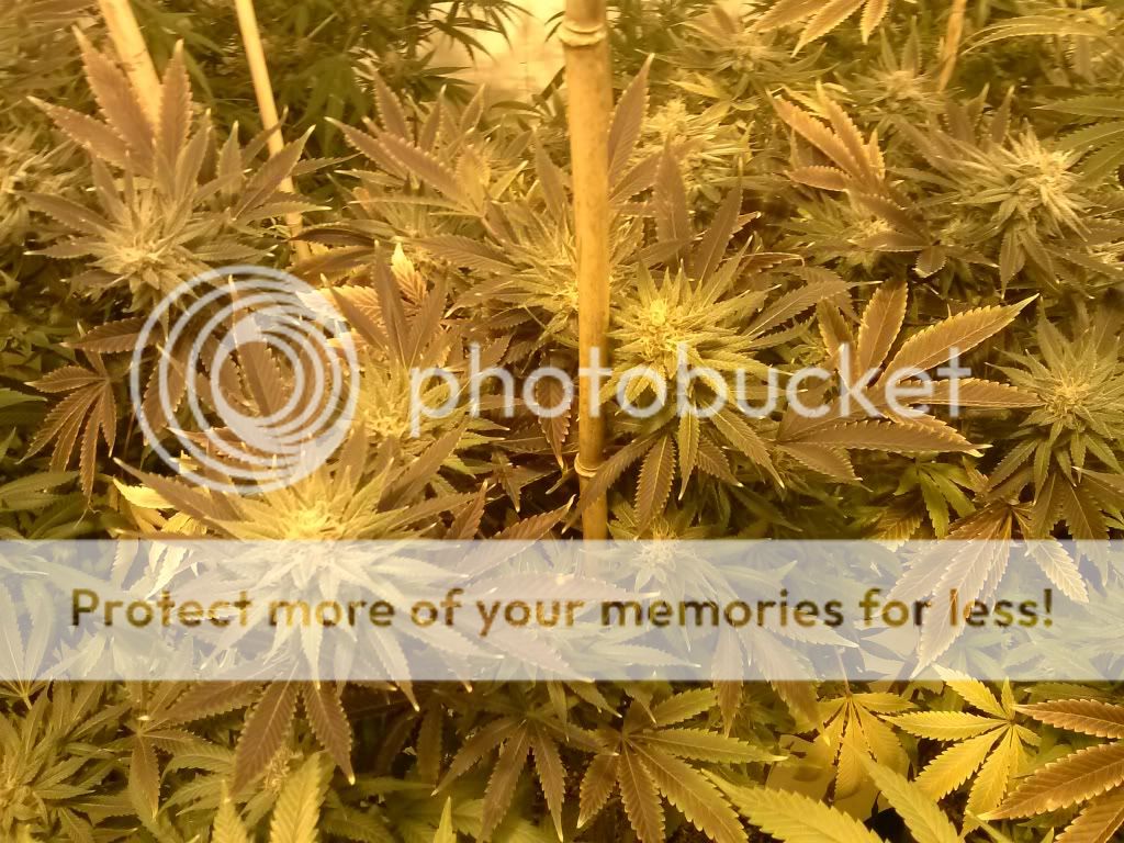 CAM01349_zpsdb0ae4ae.jpg