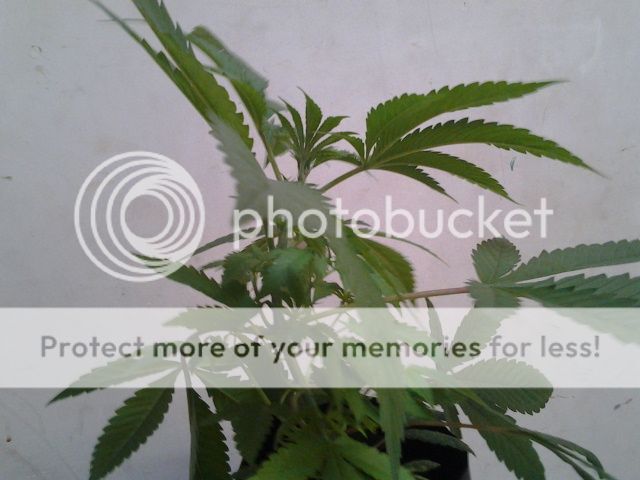 2013-05-04171836_zpsa5142254.jpg