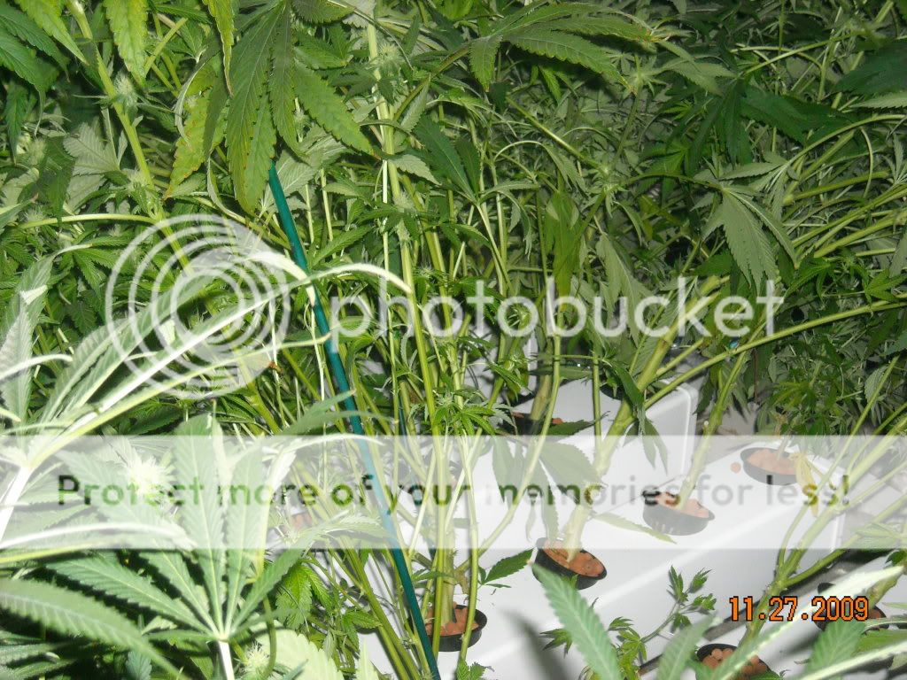 DSCN0420.jpg