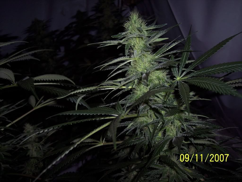 31days006.jpg