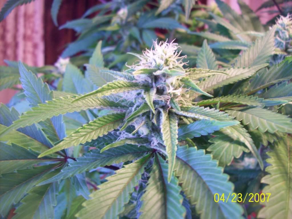 100_8732.jpg