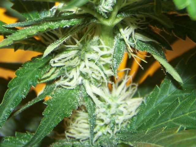 20daysflowering7-1.jpg