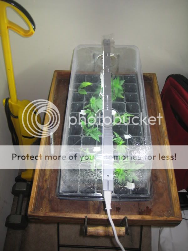 plants016.jpg