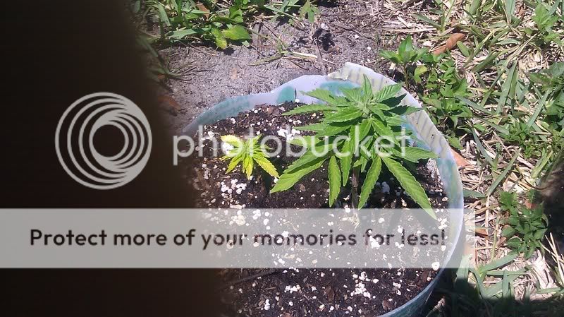 weed.jpg