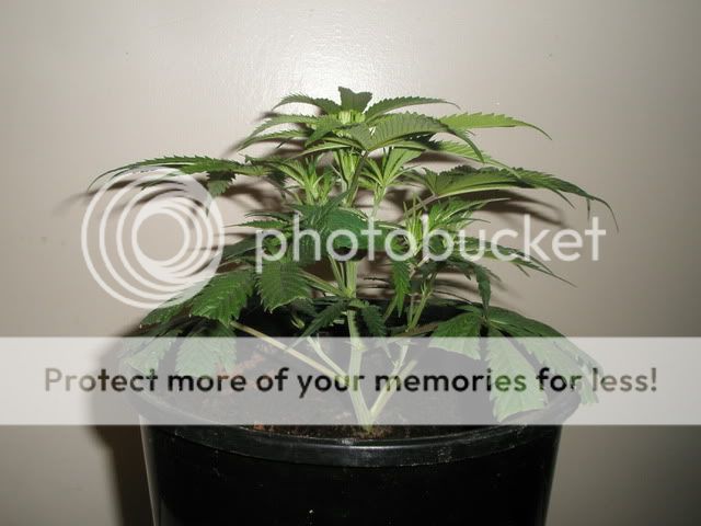 BC5thMay20102.jpg