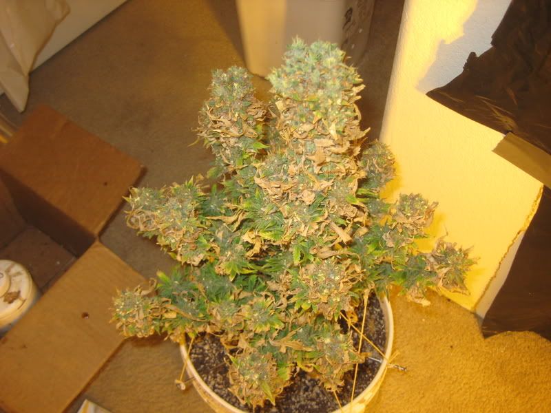 plants297.jpg