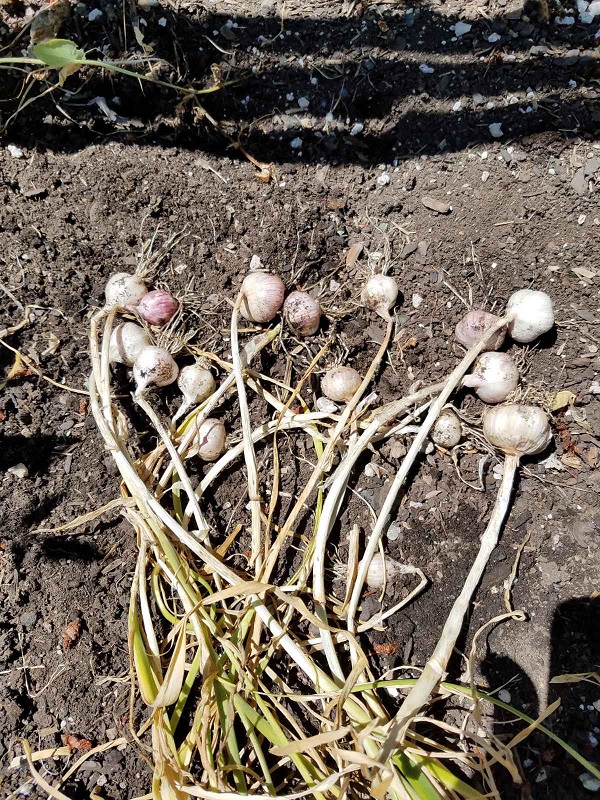 garlic1a.jpg