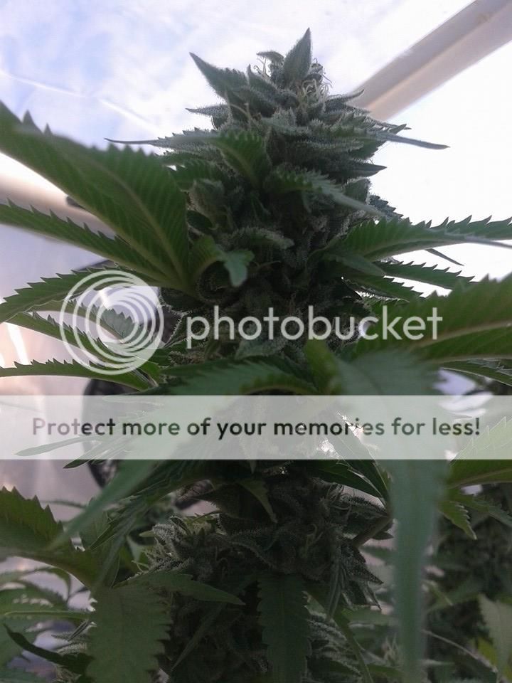 purple-chemdog.jpg