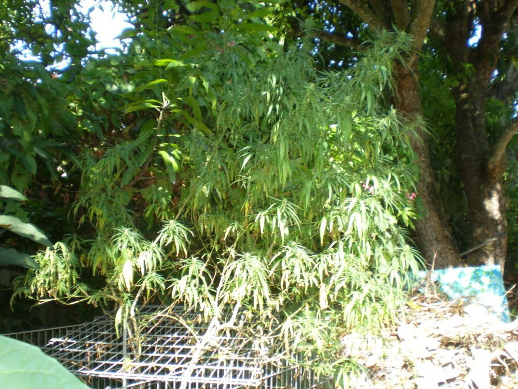 PA150038.jpg