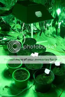 Sprouts2-2.jpg
