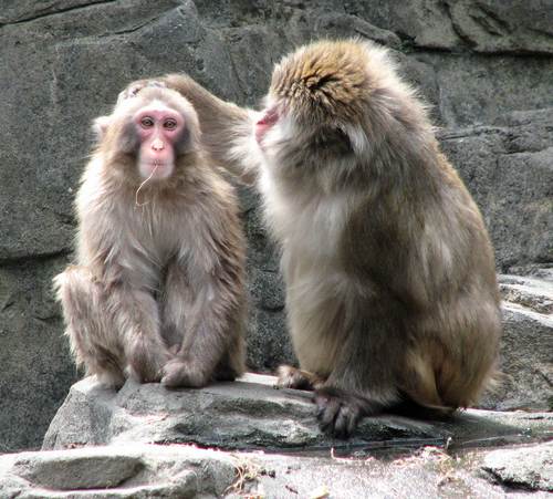 monkeys-in-a-zoo1.jpg