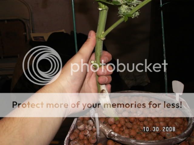 PICT0289.jpg